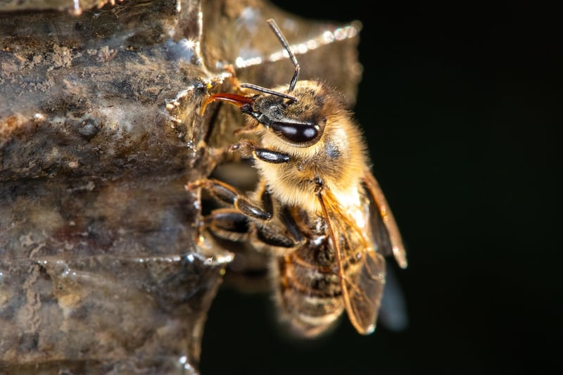 Bee pollinating flower