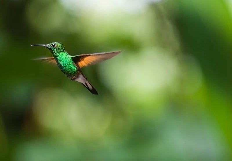 Hummingbird feeding on nectar